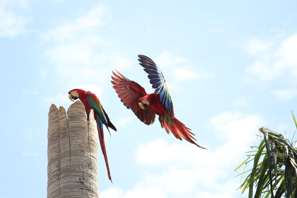 Arara vermelha   Red  Macaw   Brazil