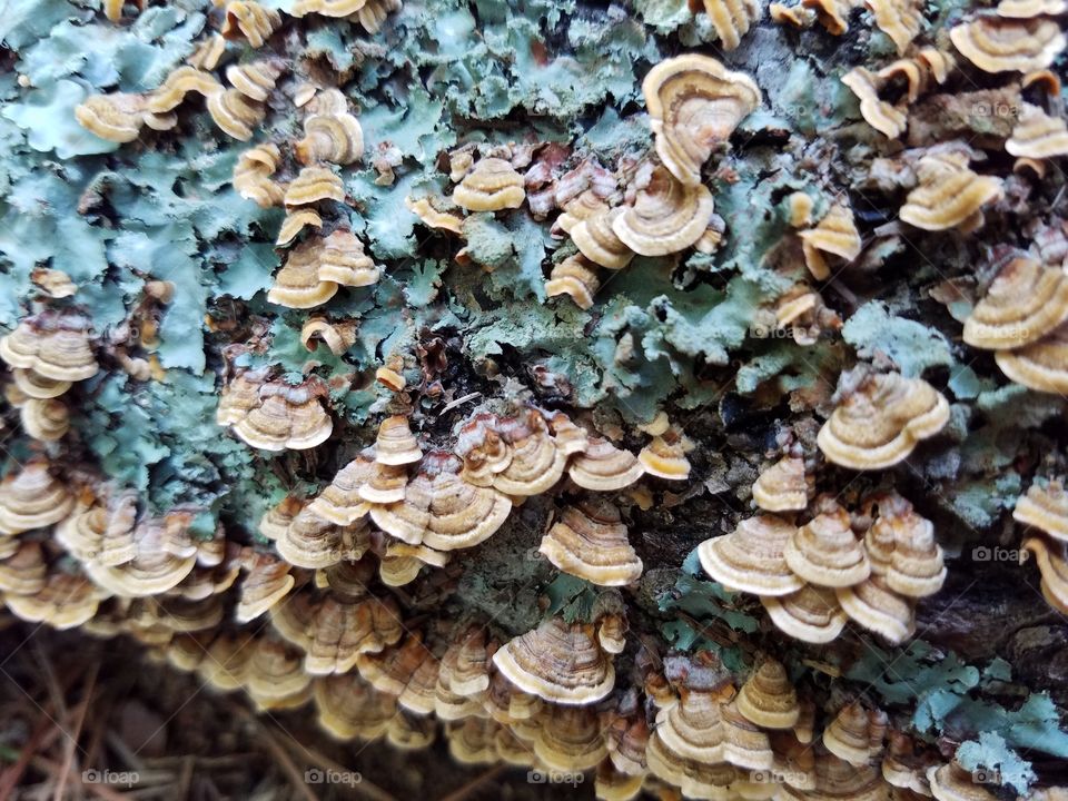 fungus amongus