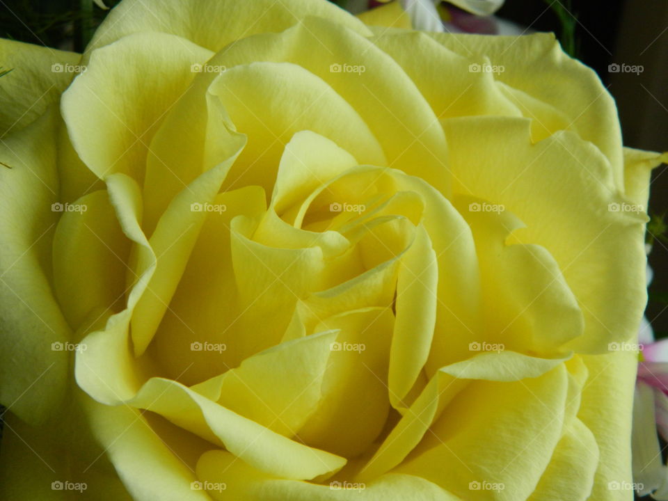 Closeup view of beautiful, yellow rose and its petals