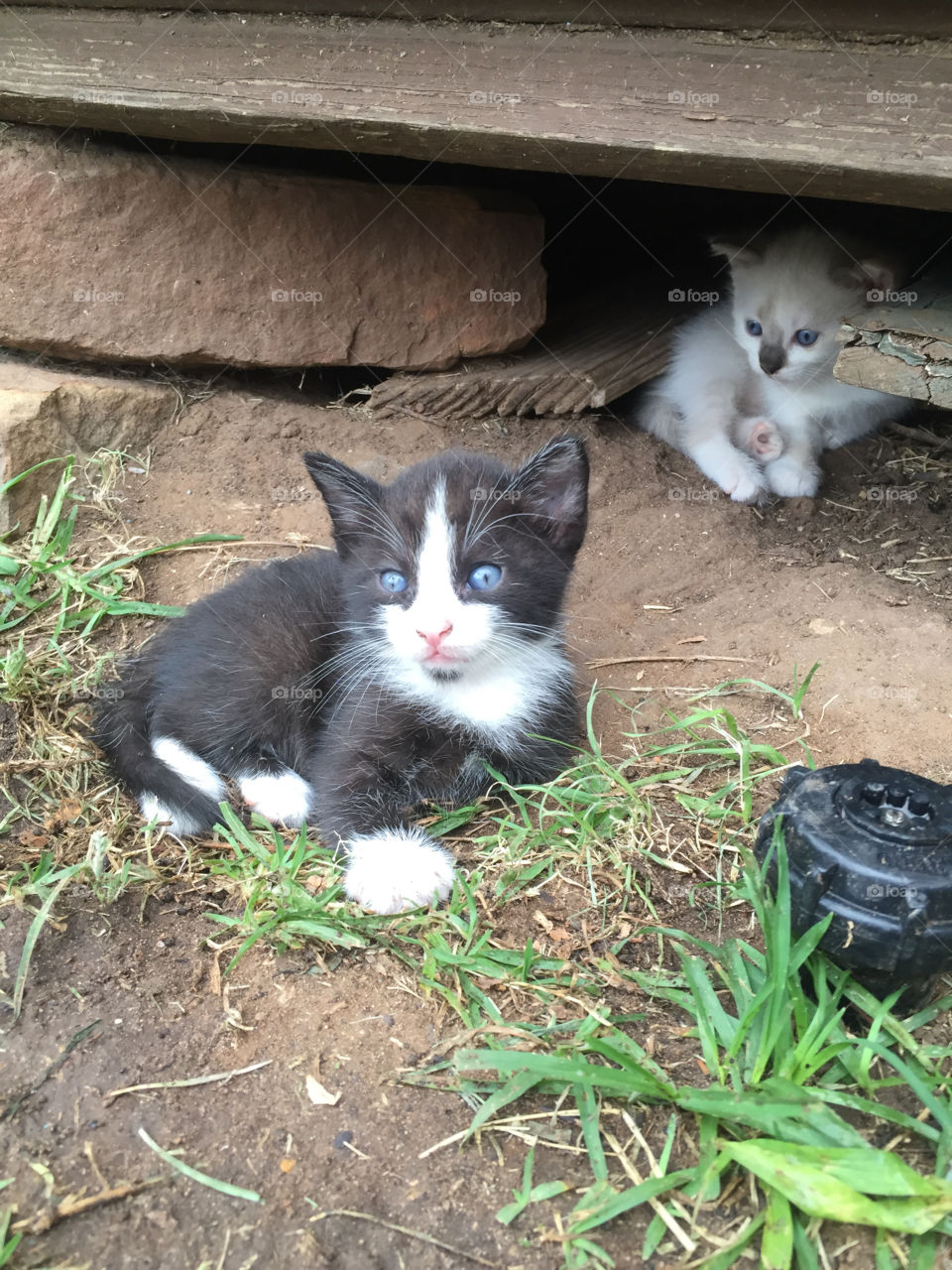 Little tuxedo