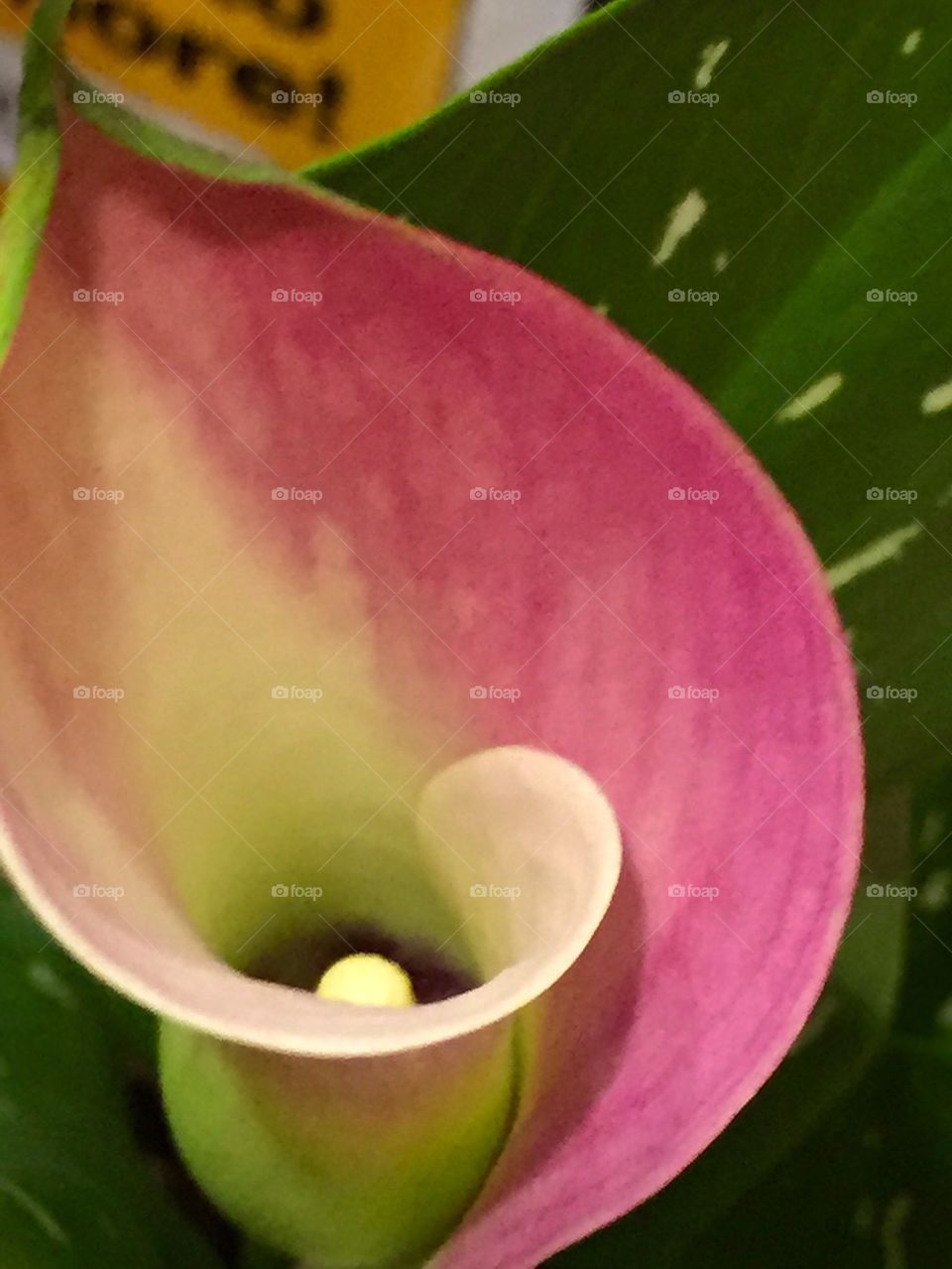 Spiraling flower