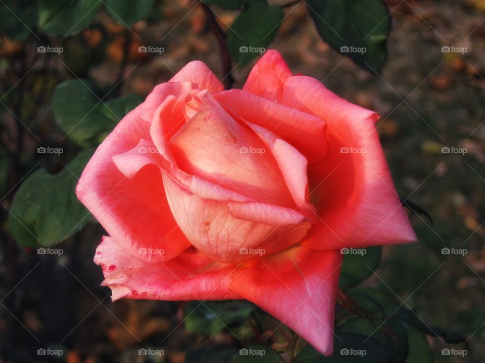 Red Rose - Kashmir Valley