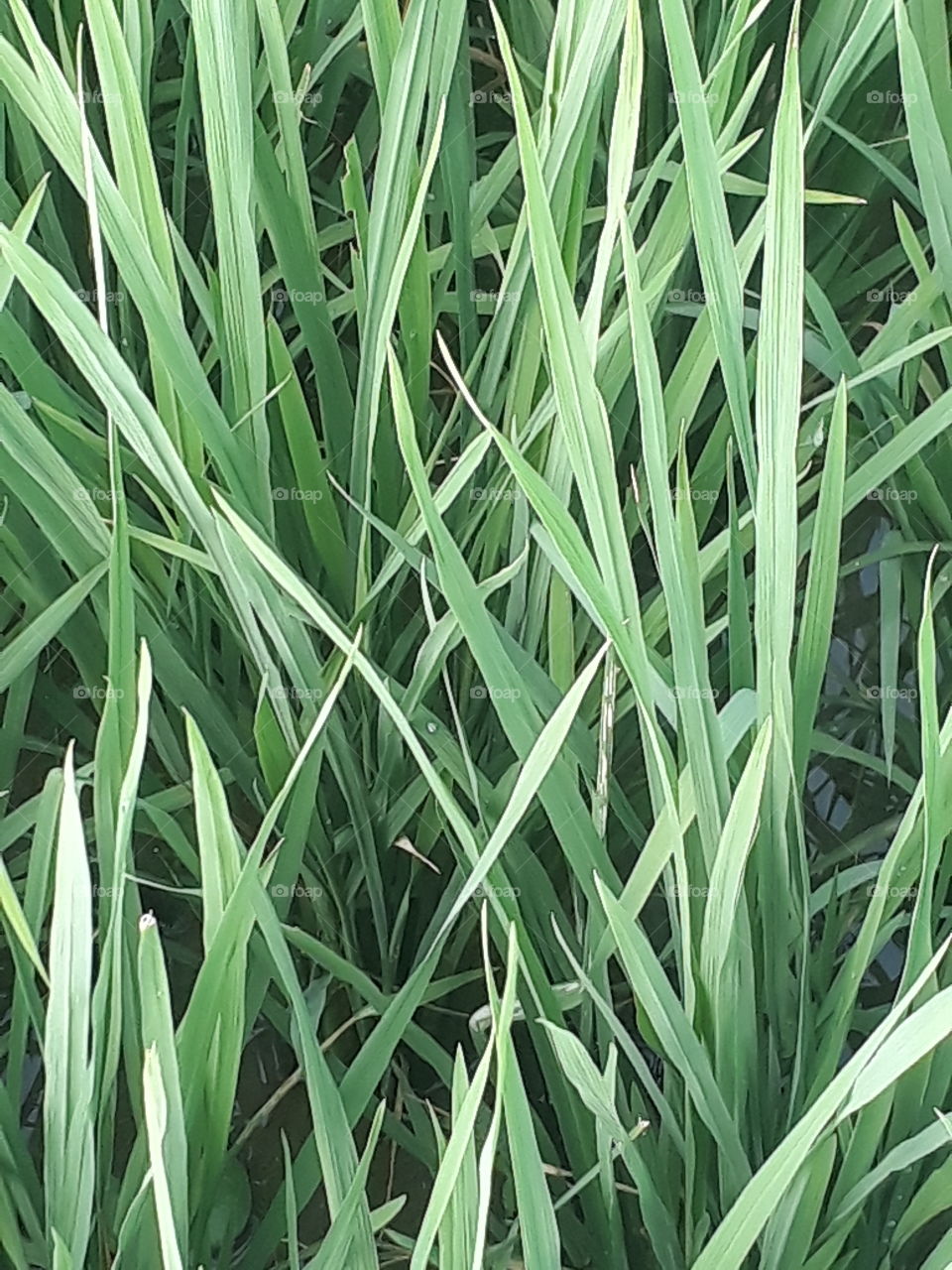 beautiful Purdy filled