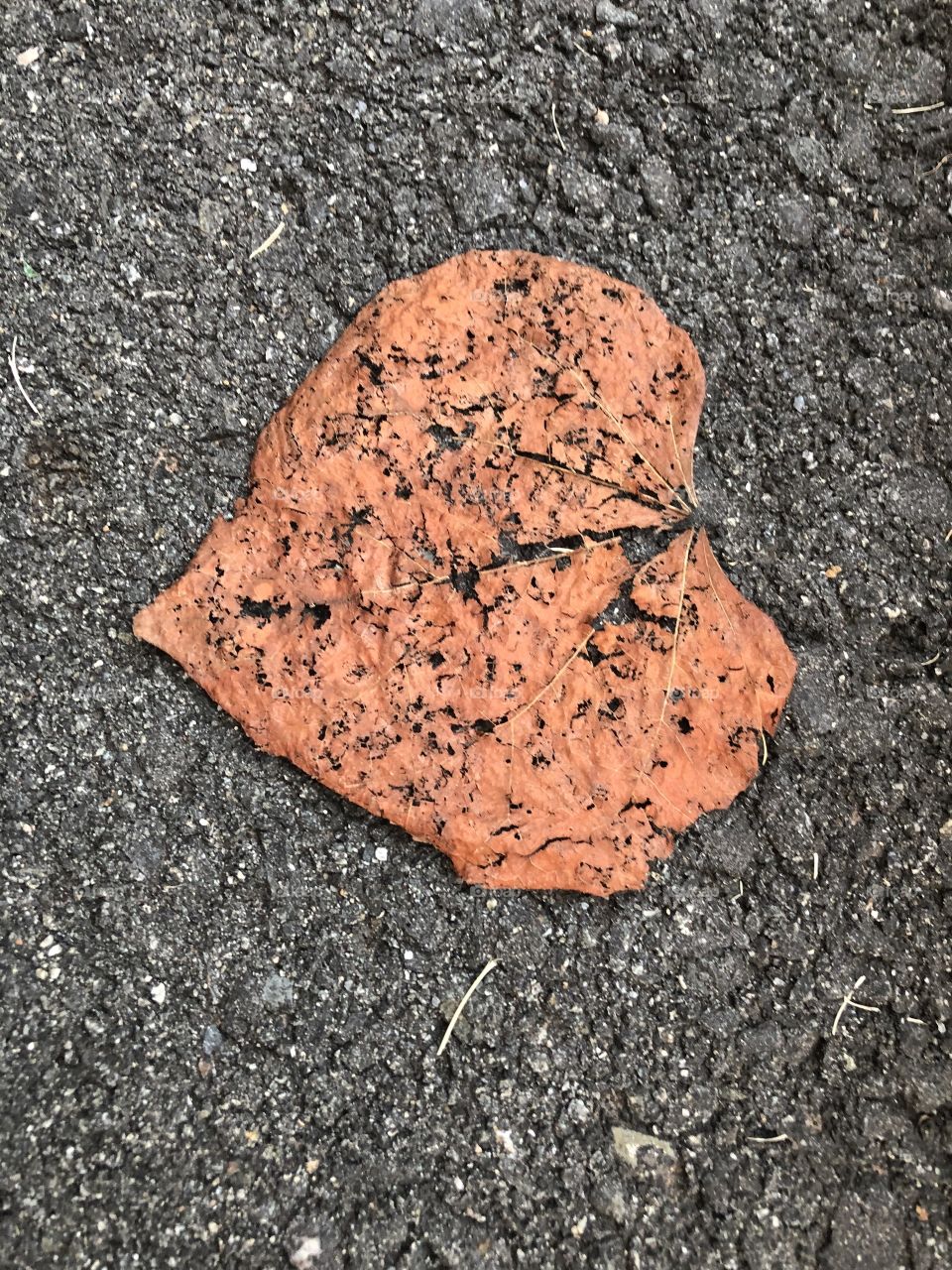 Heart shape leaf