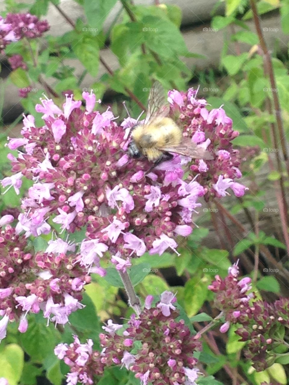 Bumble bee in oregano flowers 