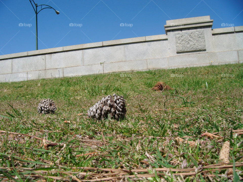 Pine cone 