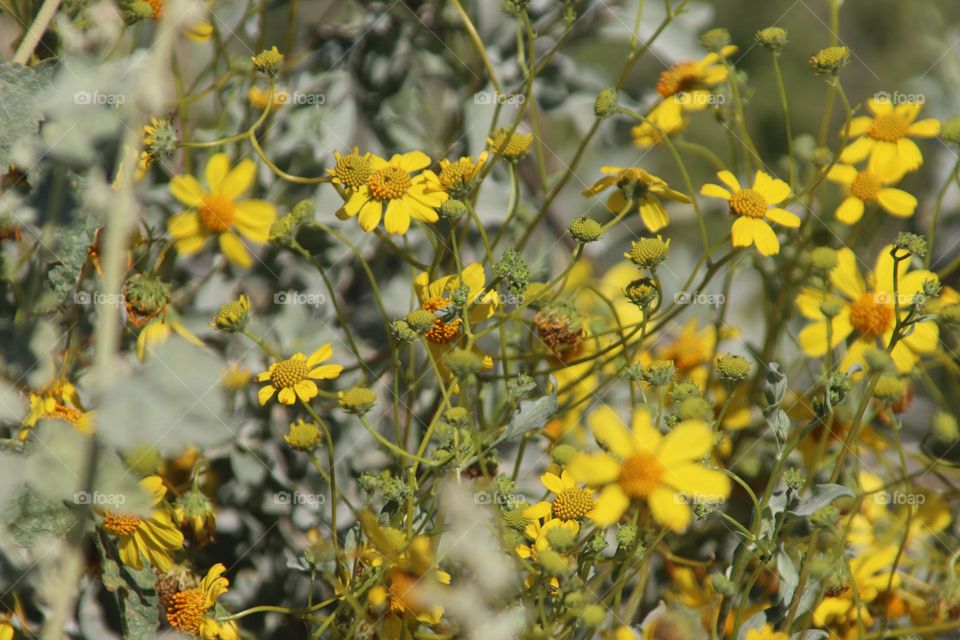 Yellow Flowers in Arizona Desert