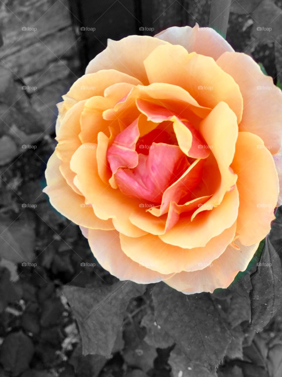 Perfect RosePeach On Black and White, Canvas Art,  Wall Decor, Cottage Art, Office Wall Decor,