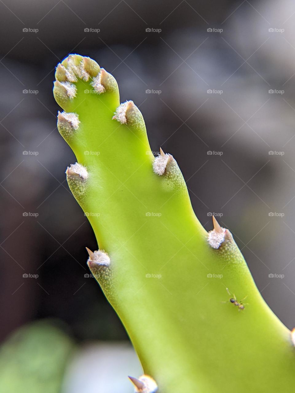 looks like a dragon's tail, yes this is a dragon fruit plant.😄