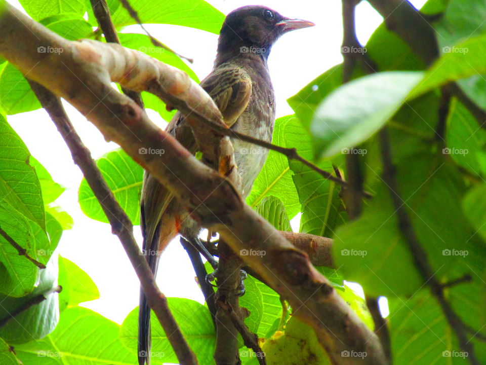 The common myna or Indian myna (Acridotheres tristis), sometimes spelled mynah, is a member of the family Sturnidae (starlings and mynas) native to Asia.