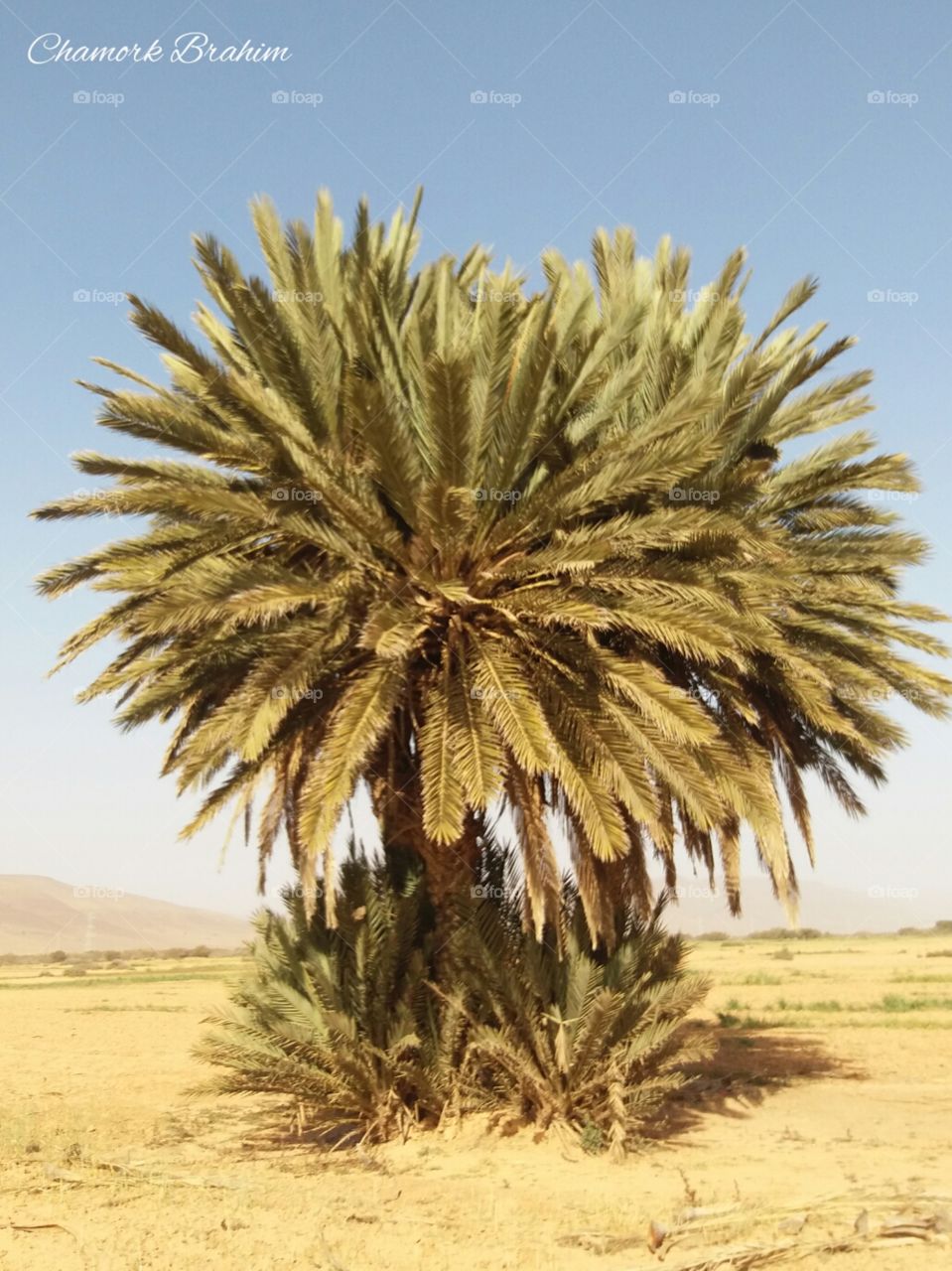 A palm tree in the desert in the region of Guelmim