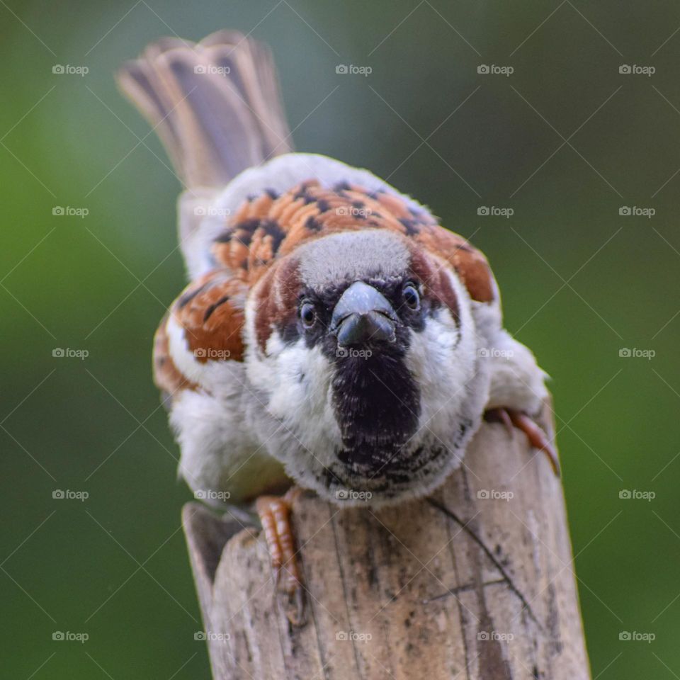 Closeup of angry sparrow 