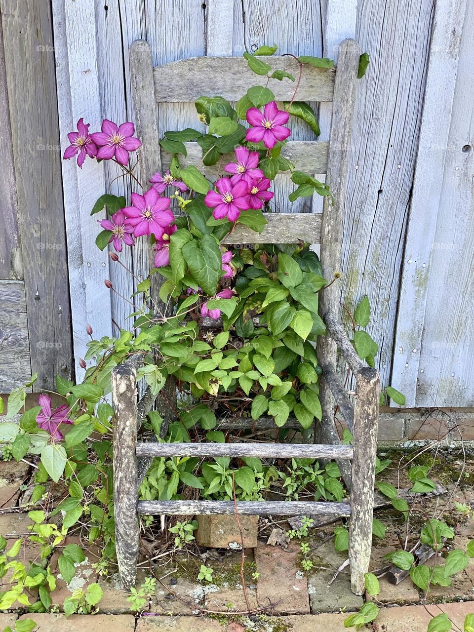 A pink clematis climbing up the frame of an old chair in front of a weathered barn
