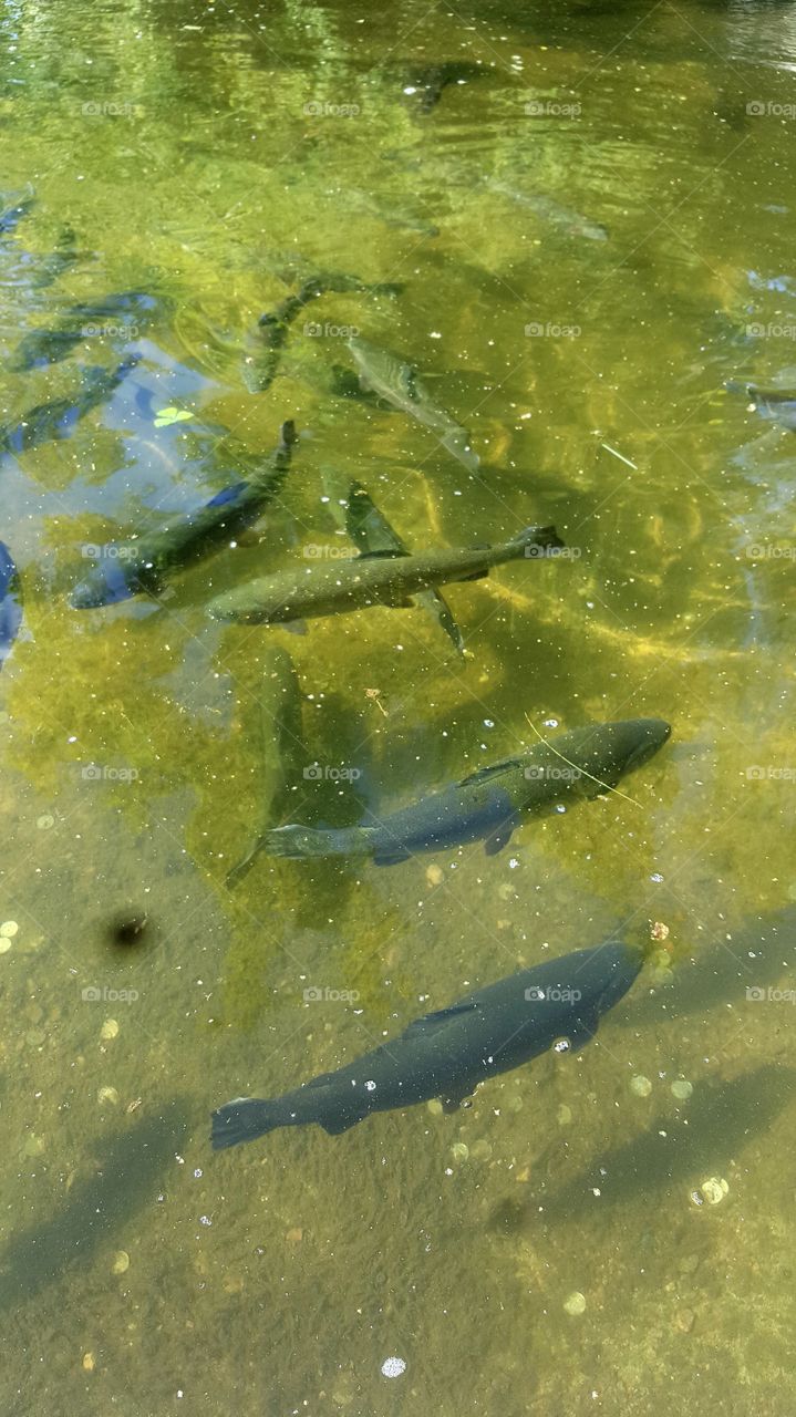 fish in a pond