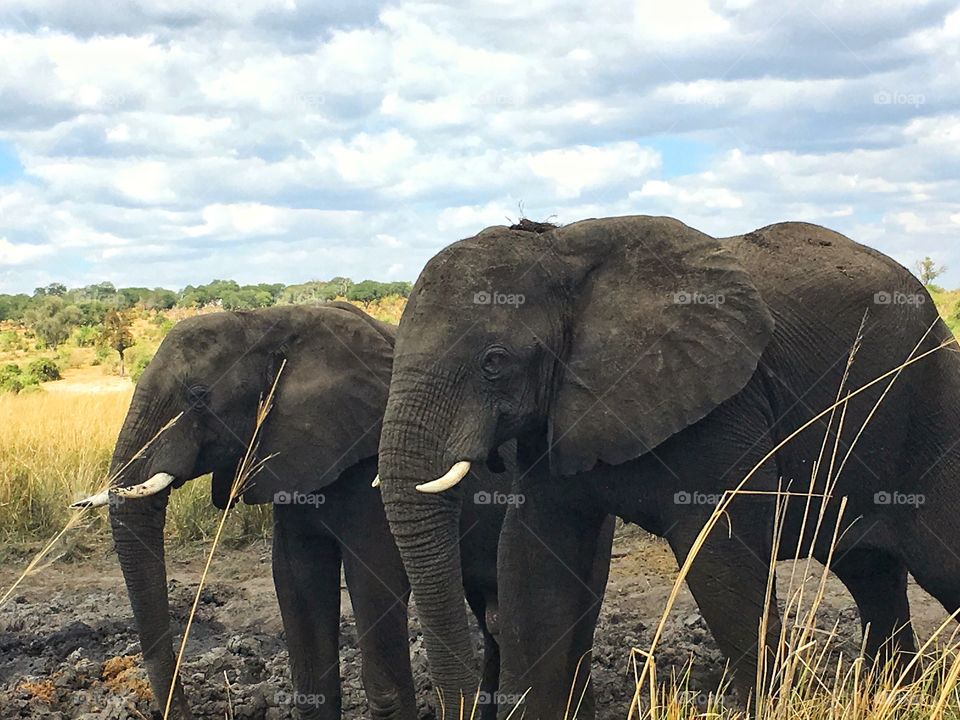 Wild elephants on a Botswana boat cruise