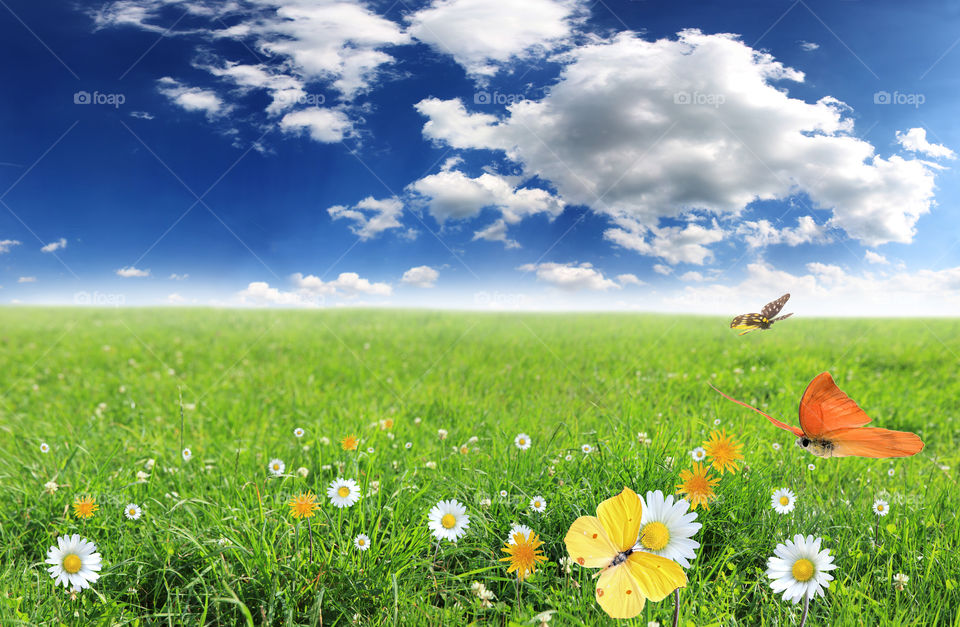 Eurema hecabe, the large grass yellow or common grass yellow, is a small pierid butterfly species found in Asia or Africa.[1] They are found flying close to the ground and are found in open grass and scrub habitats. It is simply known as "the grass yellow" in parts of its range; the general term otherwise refers to the entire genus Eurema.