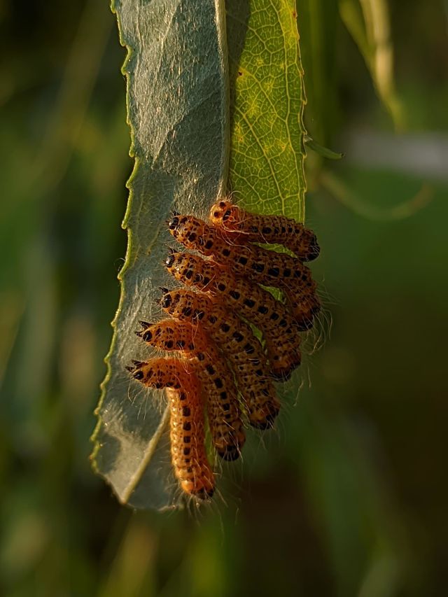 worms on hanging leave
