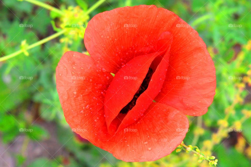 Complementary Colors, red and green