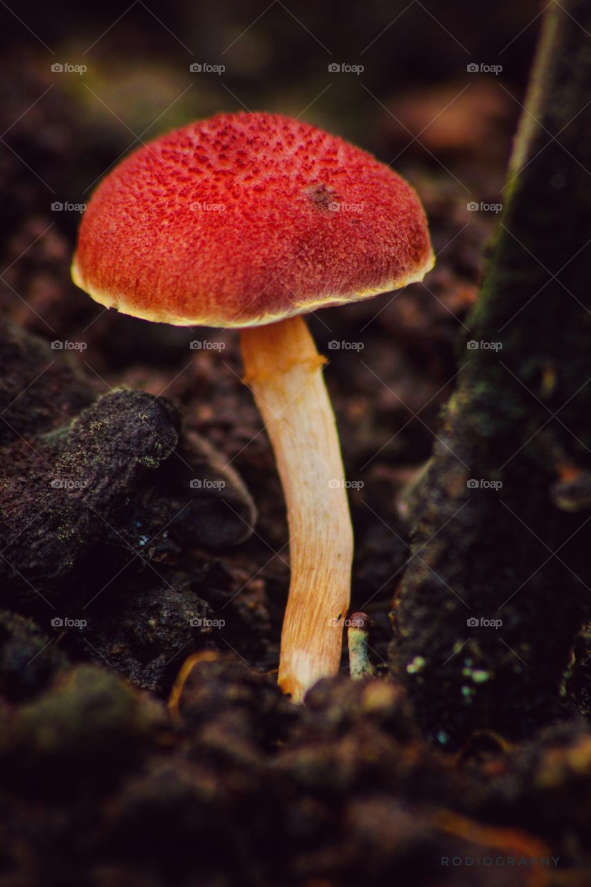 red mushroom