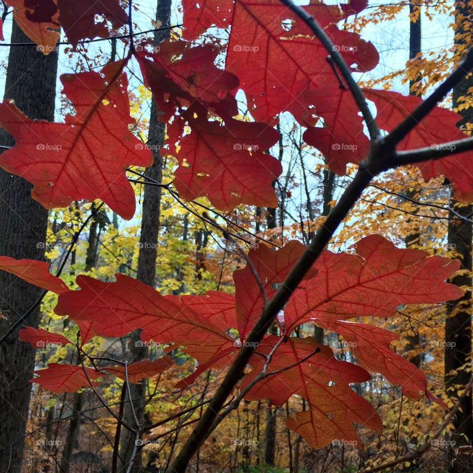 Colorful leaves in fall