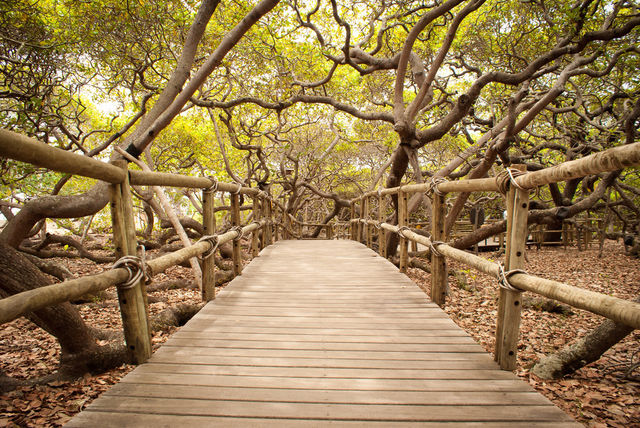 Path