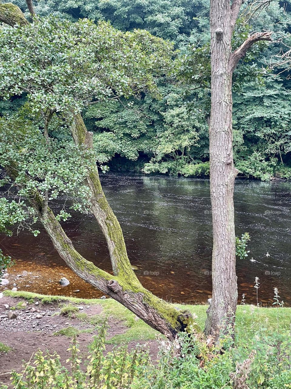 River Tees near Barnard Castle … beautiful old trees next to the riverbank 