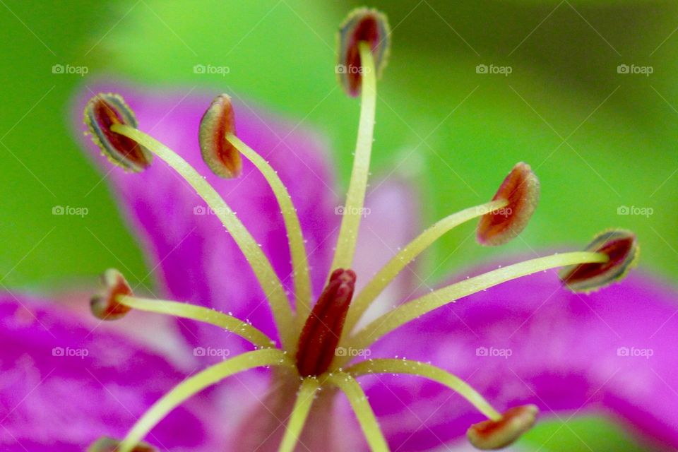 Pink Flower Macro 