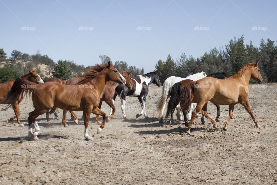 Horses running in field