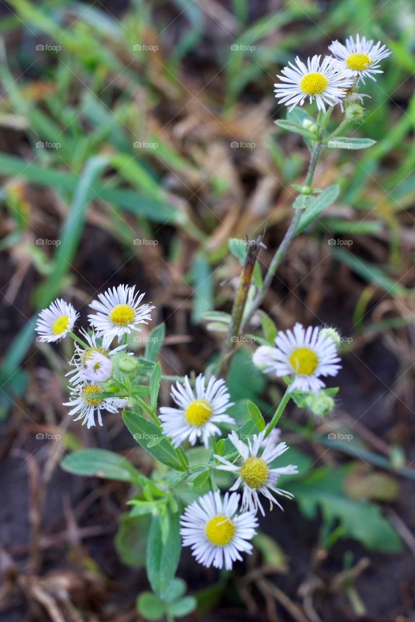 Prairie Fleabane