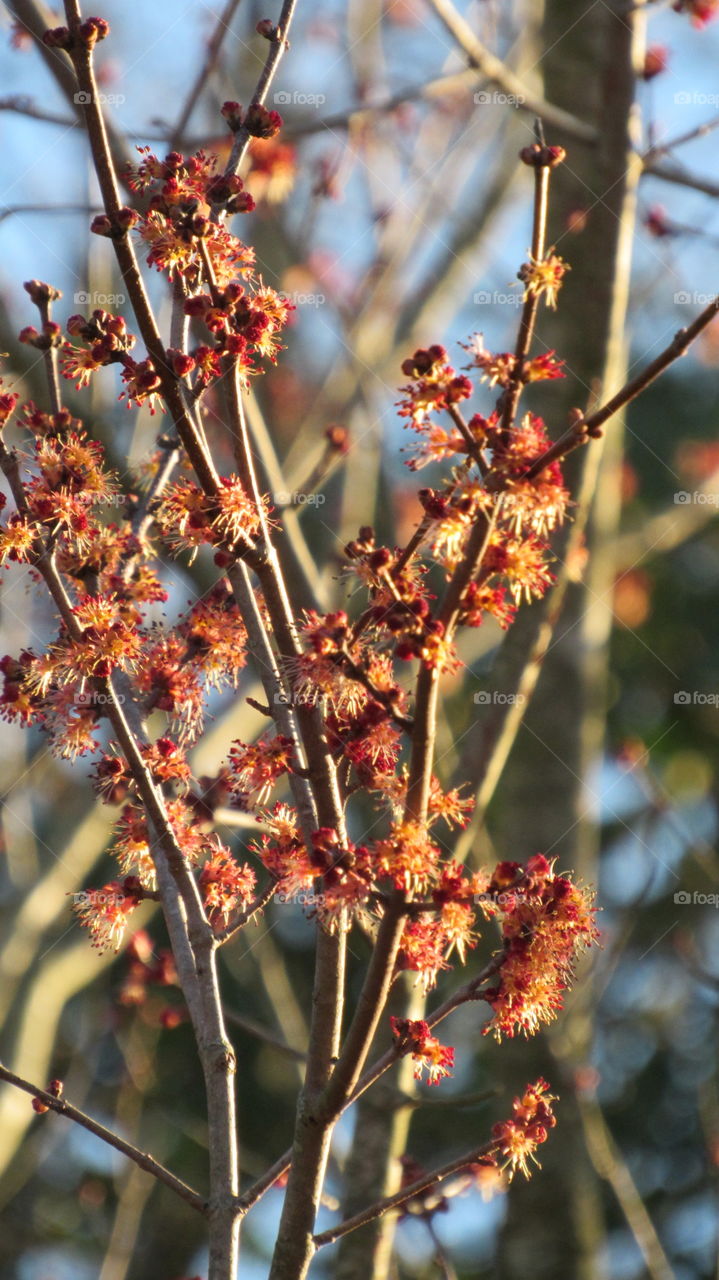 Maple tree flowers