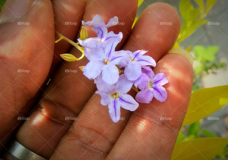 in hand little  flowers