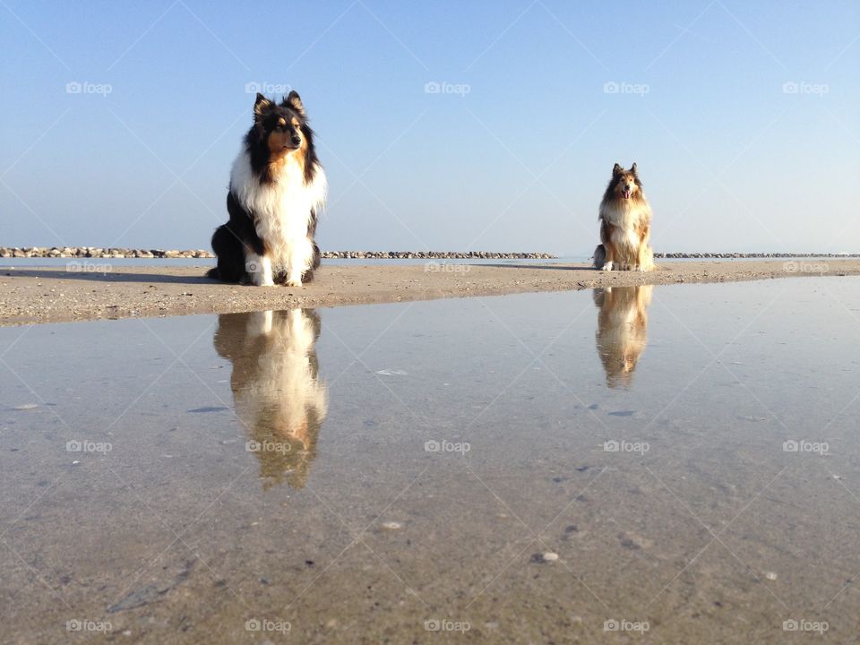 My dogs sitting at the beach, sitting near the sea and close to water so that I could catch their reflection in this warm almost winter sunny morning on the shore