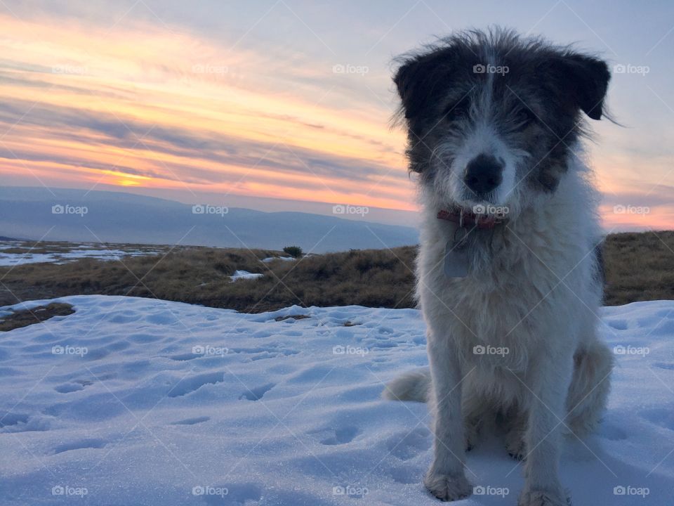 sheep dog in snow