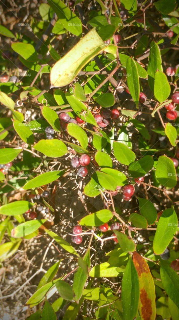 berries by the beach