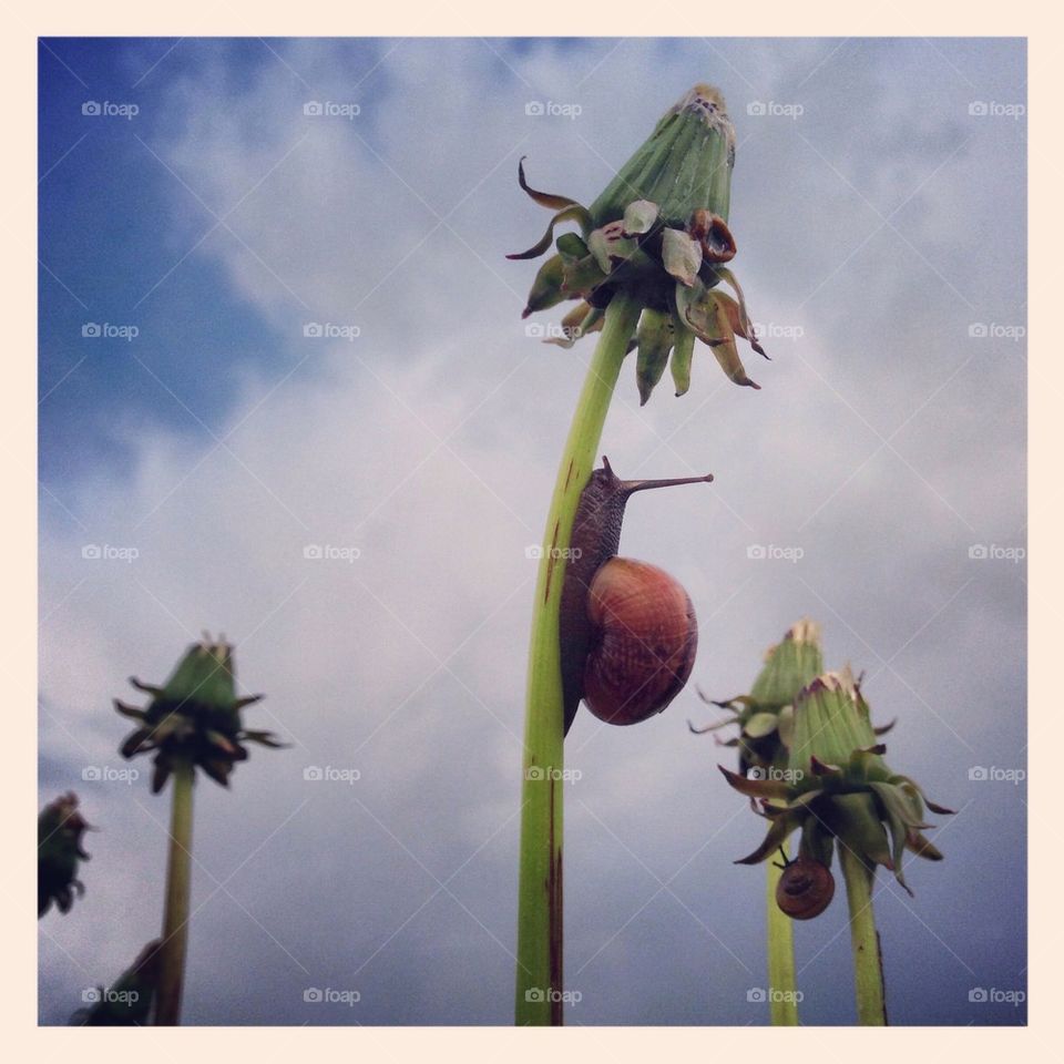 Snail climbing up dandelion stem