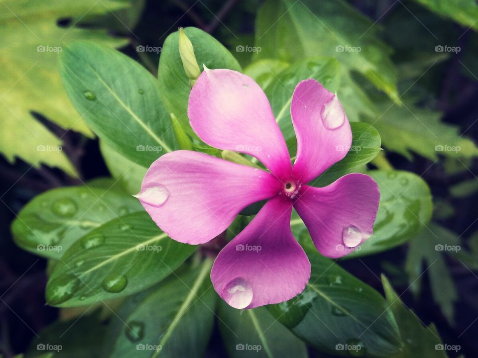 Flower with droplets