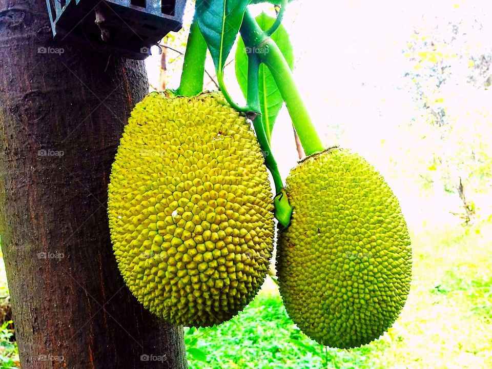 Jackfruits