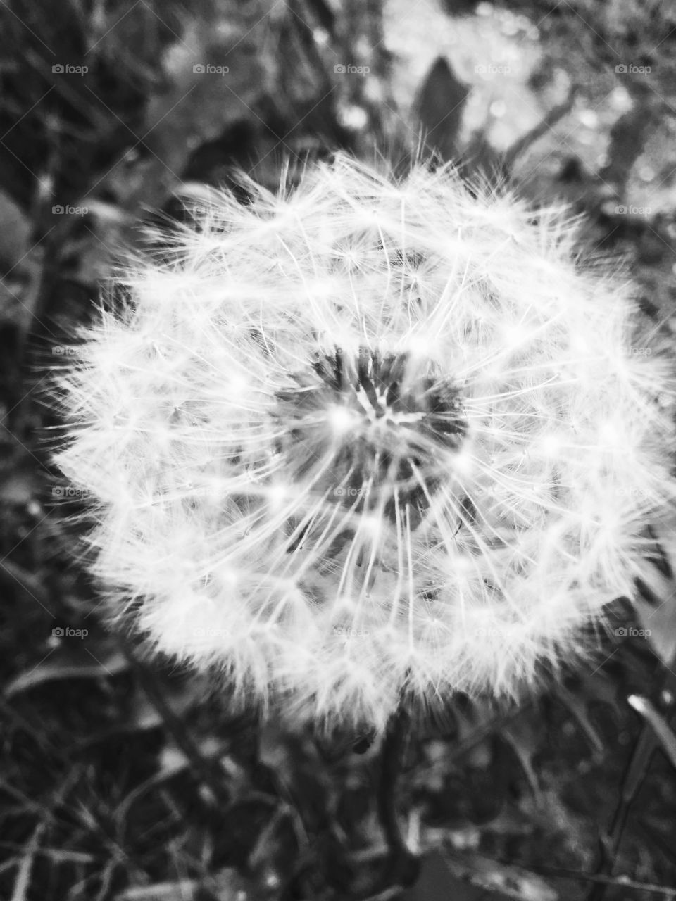 Dandelion