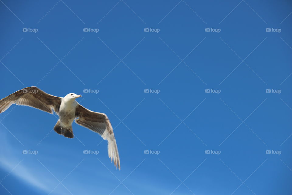 Seagull 