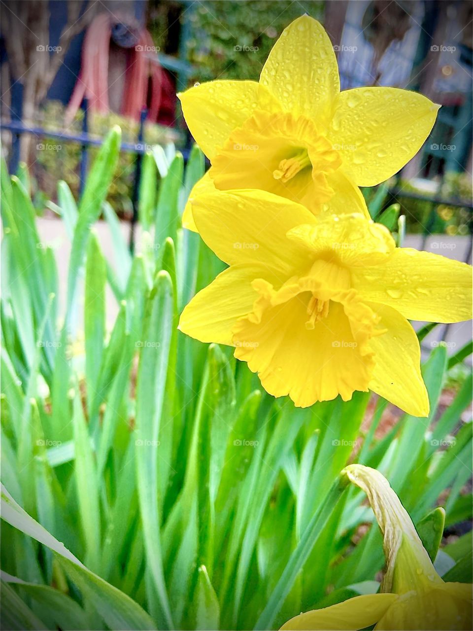 They call them “Easter Bells” in Germany, these vibrant yellow flowers of the “Narcissus” family and so I posted a picture of these lovely heralds of Spring to my online photo portfolio with “Foap” today on “Easter Sunday”. 2022. Hypnotic Productions