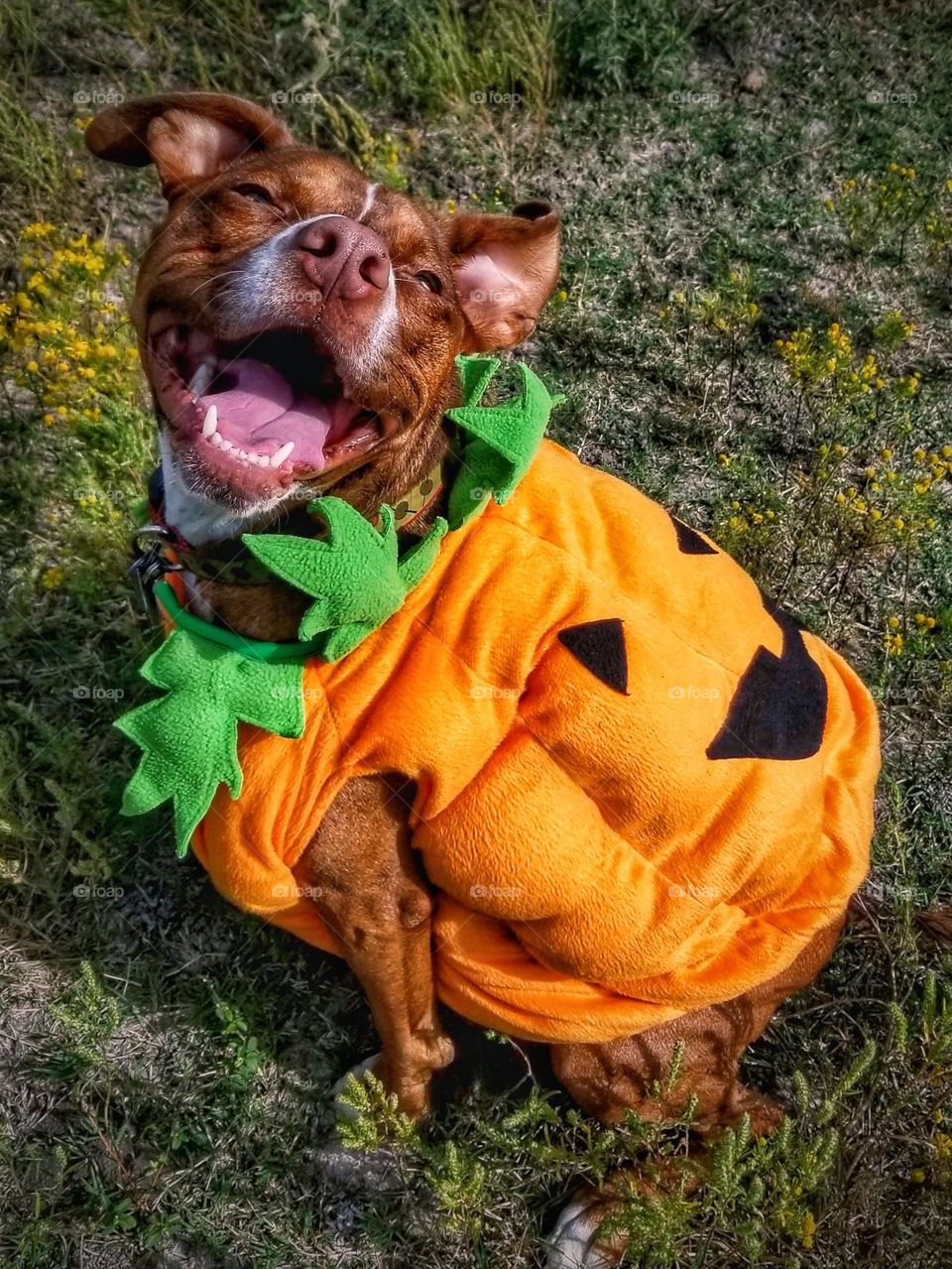 Happy Pup Jack-O-Lantern