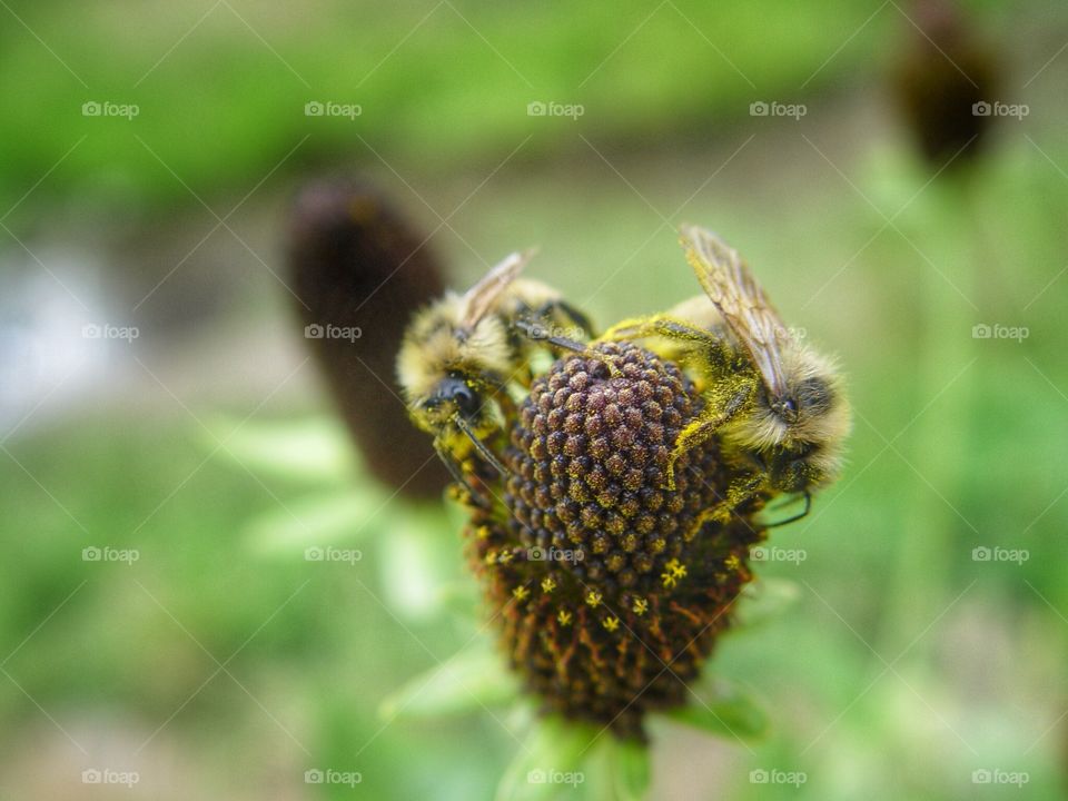 Bees on flowers
