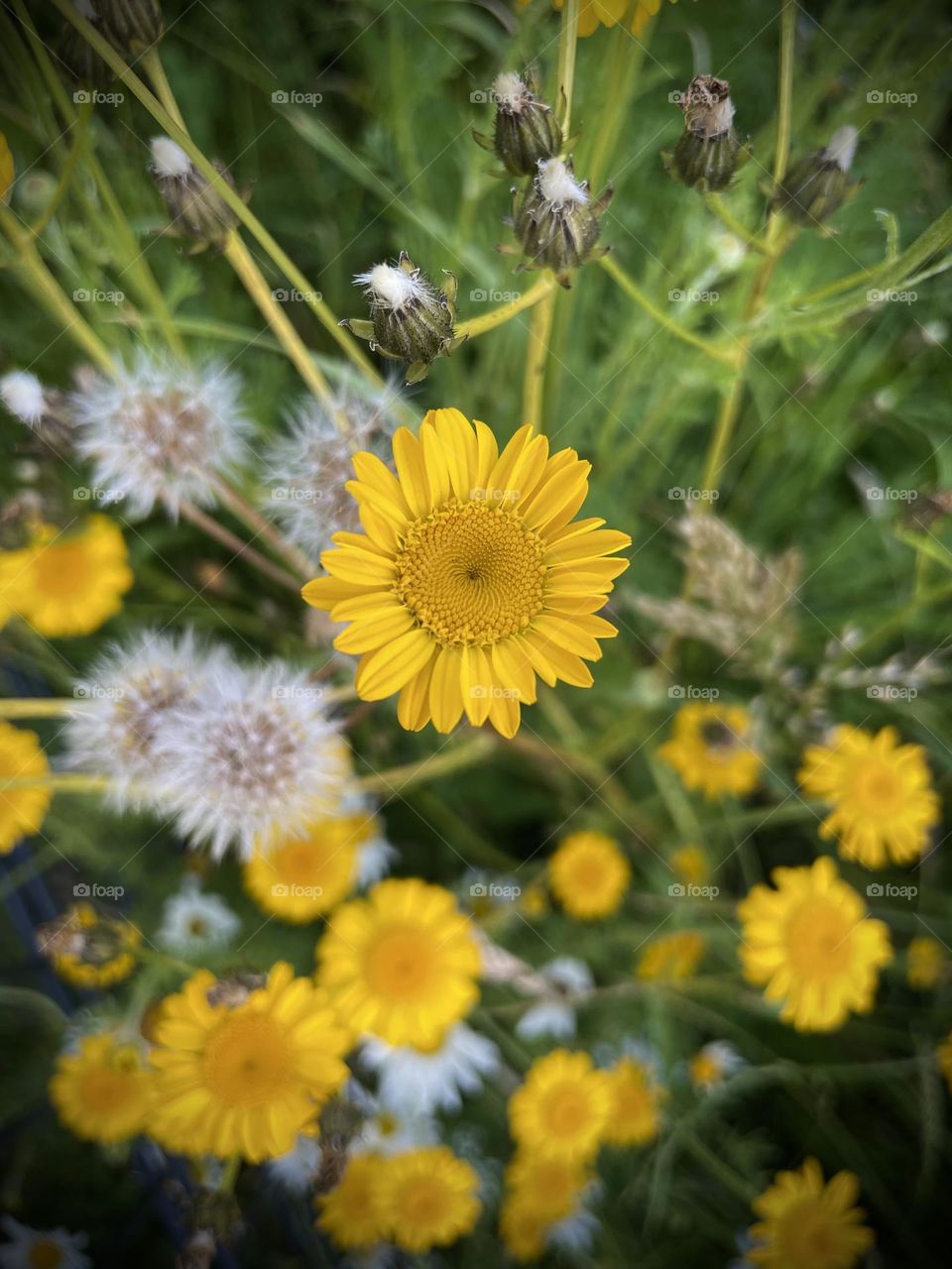 Embracing the vibrant colors of nature brings a sense of peace and happiness that brightens our day! 🌼💛