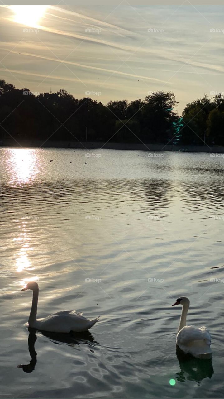 A romantic sunset for swans