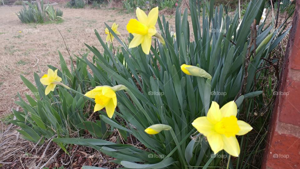 Flora, Flower, Nature, Daffodil, Garden