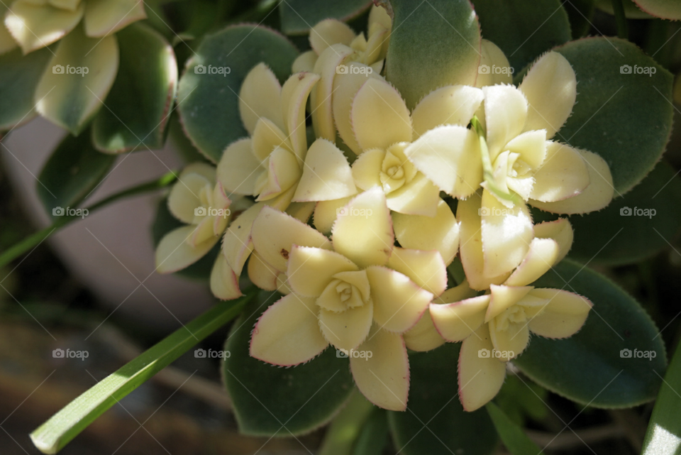 Tree Aenium 
Springs 
California Flower