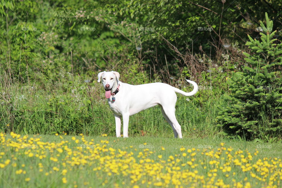 our adopted sweet girl Elle stopping to say hi in green grass of yellow wildflowers