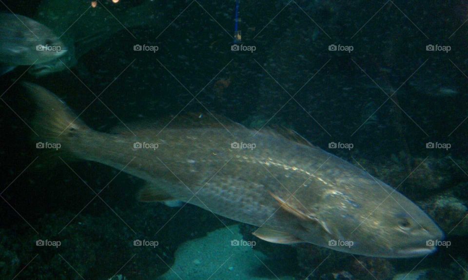 Fish in Aquarium