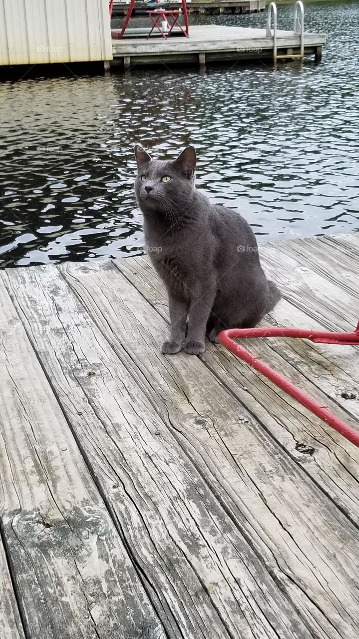 Gray Cat on Wood Dock at Hawkins Lake