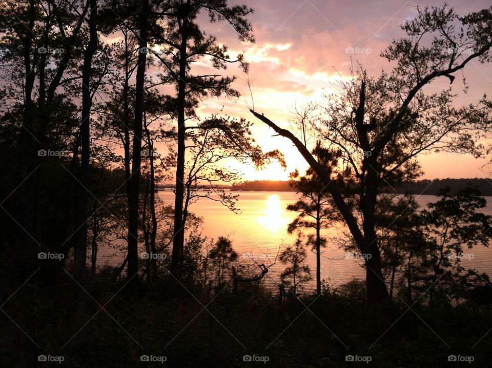 North Carolina Morning Glory